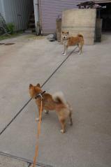 犬猿の仲