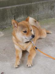 やや暑