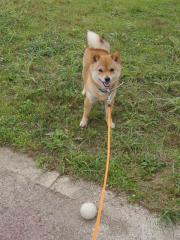 ボールであそぼ