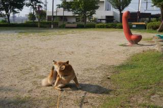 早朝でんわ公園