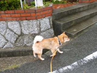 大雨さんぽ