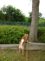 ねこ!
