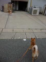 犬猿の仲