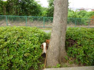 ねこ!!!