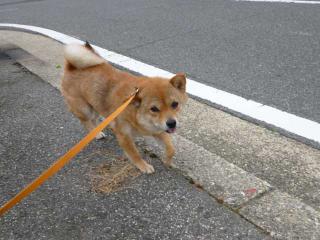 耳が。