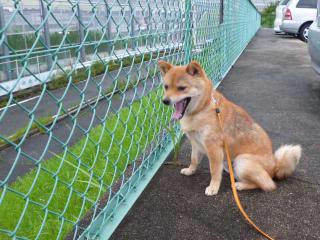 退屈ダ。