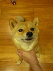 なでてよぅ