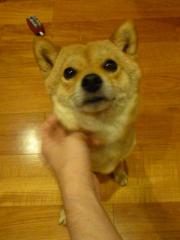 チワワ風