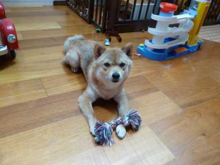 シャンプーさっぱり