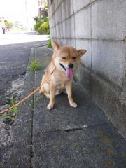 やや後悔