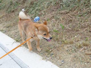 草のニオイ