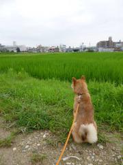 たそがれハル