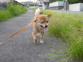 ゆうがたさんぽ