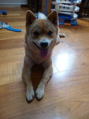 おつかれた