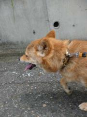 懸命に歩く