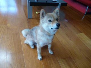 ごはんください