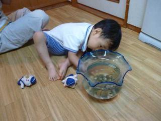 めだかに夢中2