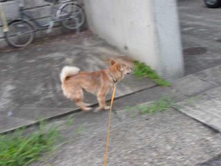 ハルげんき
