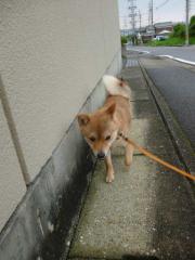 鉄塔から撤退