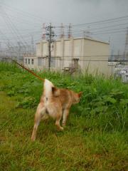 雷ゴロゴロ