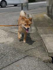 へっへっ3