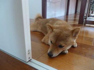 おさんぽ。。