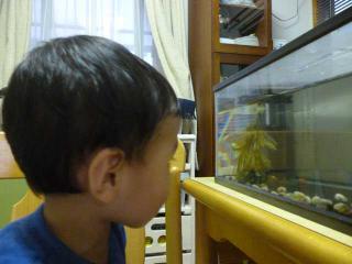 お魚ふえた