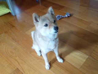 おちてこないかな