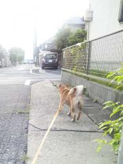 出産日の散歩