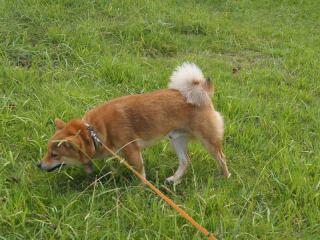 DSC0719 (12)