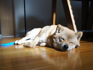 DSC08012.jpg