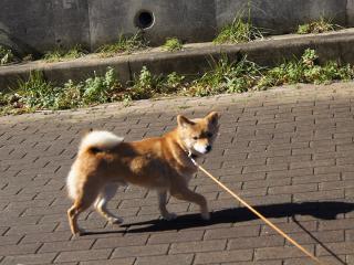 DSC08018.jpg