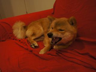 DSC08032.jpg