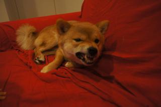 DSC08035.jpg