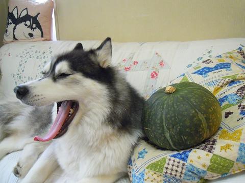 DSCN9296y_20120818143956.jpg