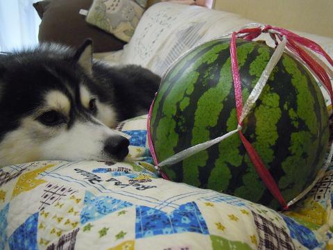 DSCN9298y_20120818143955.jpg