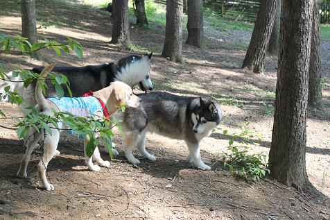 IMG_0885y.jpg