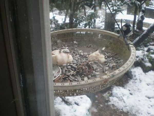 シジュウカラ