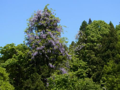 フジの花近影