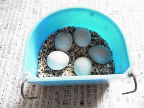 卵を産んでました
