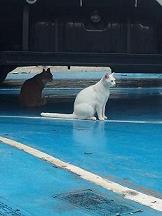 白い猫img