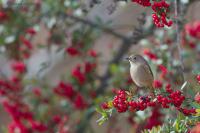 IMG_7342-1_R.jpg
