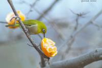 IMG_7446-1_R.jpg