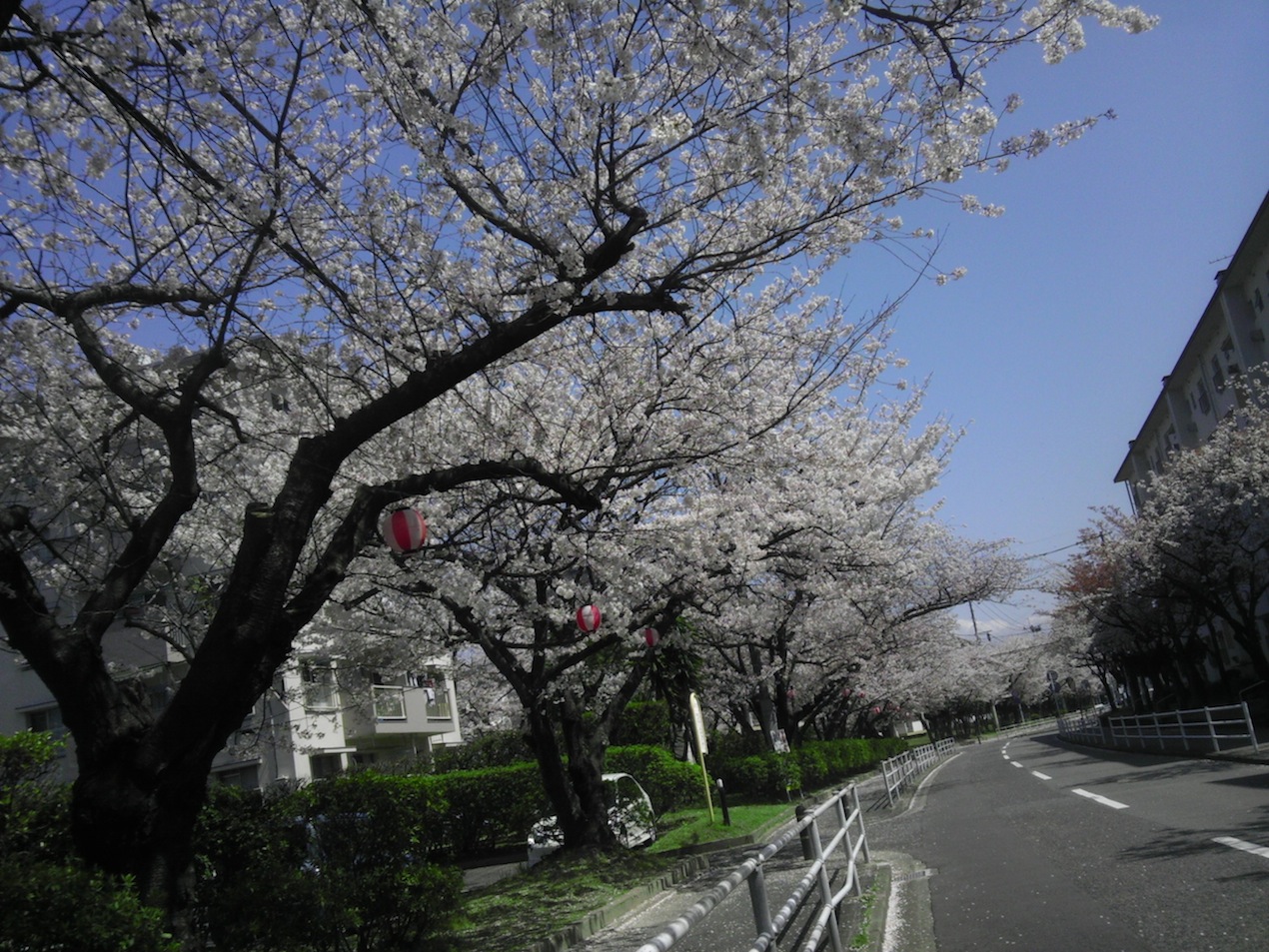 桜並木