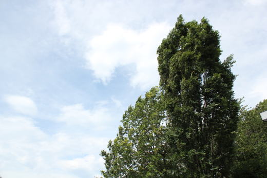 西郷山公園