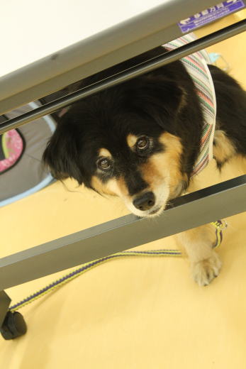 タッチ犬・Hana