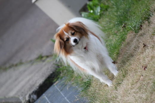 ルーシーちゃん