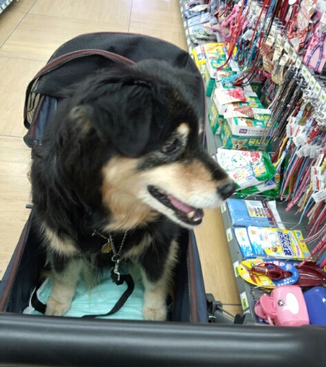 お買い物ですのん