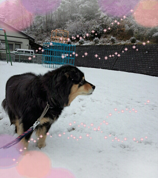 初雪ですのね~♪♪