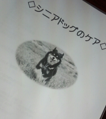 シニアドッグケア